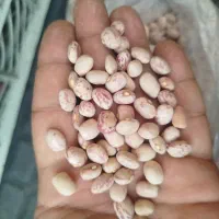 ۲۰۰کیلولوبیا چیتی
