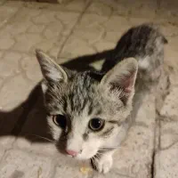 واگذاری ۳ عدد توله گربه