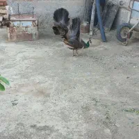 طاووس