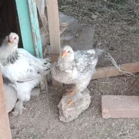 مرغ برهما