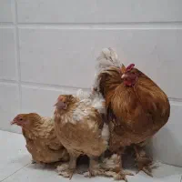 مرغ و خروس با جوجه