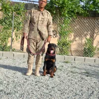 آموزش تخصصی سگ های کار با مربی k9و اپارتمانی
