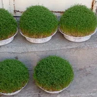 سبزه|گل و گیاه طبیعی|خرمآباد, |دیوار