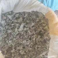گوش زیلی