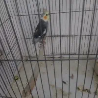 یک عدد عروس هلندی نر ارزان