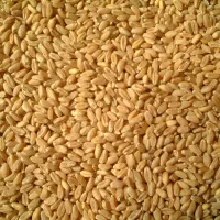 فروش جو محلی