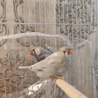 یه جفت فنچ لپ سفید انگلیسی درشت کارداده