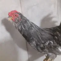 تعدادمروغ و ۱عدد خروس گلین