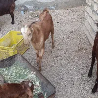 نزار نزاییده چاق گوشتی