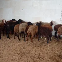 فروش گوسفند بره