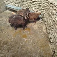 بره نر داشتی