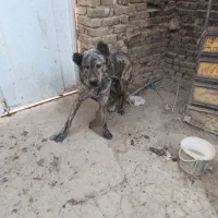 افغان اصل