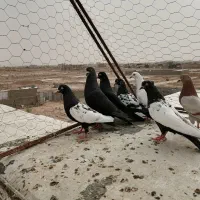 تعدادی کفتر حراج