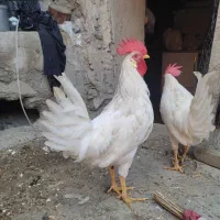 خروس محلی