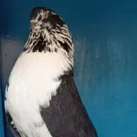 کبوتر