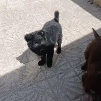 سگ قدرجونی اصیله اصیل کپشن بخون بعد تماس بگیر