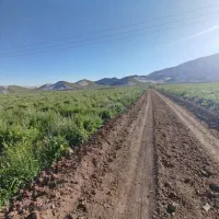 چزکین/سله بن/سدنمرود باغی زراعی