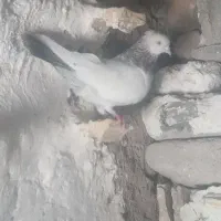 فروشی ماده
