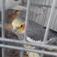 دوتا عروس هلندی نر  سالم و اماده