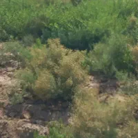 کاه خار
