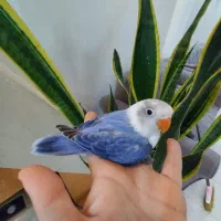 جوجه کوتوله