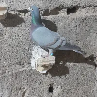 سبز خط زرد پلاکی