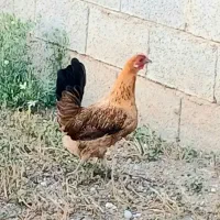 فروش مرغ و خروس