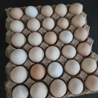 فروش استثنایی تخم مرغ بومی و ماشینی