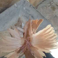 کبوتر سینه ای نقش