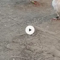 کفترماده ساده پلاکی گم شده امروز دومبلی