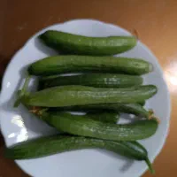 خیار شیرین