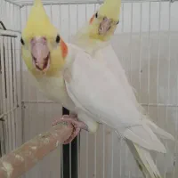 عروس هلندی با ۵ تا جوجه