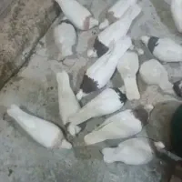 کفتر طوقی