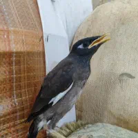 جوجه مرغ مینا دستی