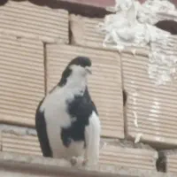 کفتر|پرنده|مشهد, رباط طرق|دیوار