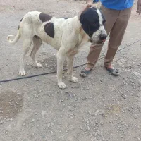 سگ نژاد سرابی