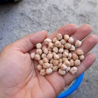 نخود درجه یک