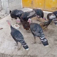 فروش بوقلمون باسیکا جوجه دار