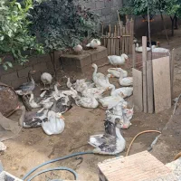 اردک روسی 20روزه