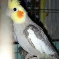 عروس هلندی