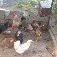 تعدادی مرغ و خروس و یک بوقلمون