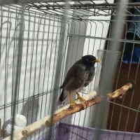 مرغ مینا