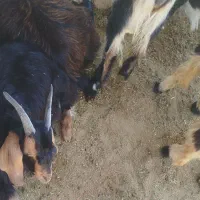 کهره چاق