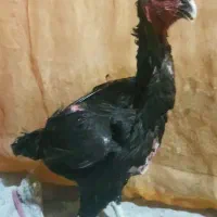 مرغ اوشامو