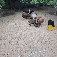 ۱۵عددقوچ ومیش وبره