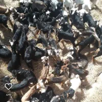 بزغاله شیری