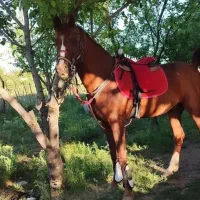 اسب نریون عرب (آرام و نجیب)
