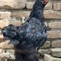 نیمچه برهما بلک