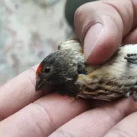 گلبسر