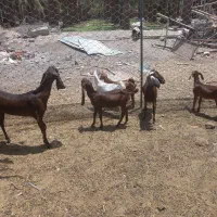 گوسفند